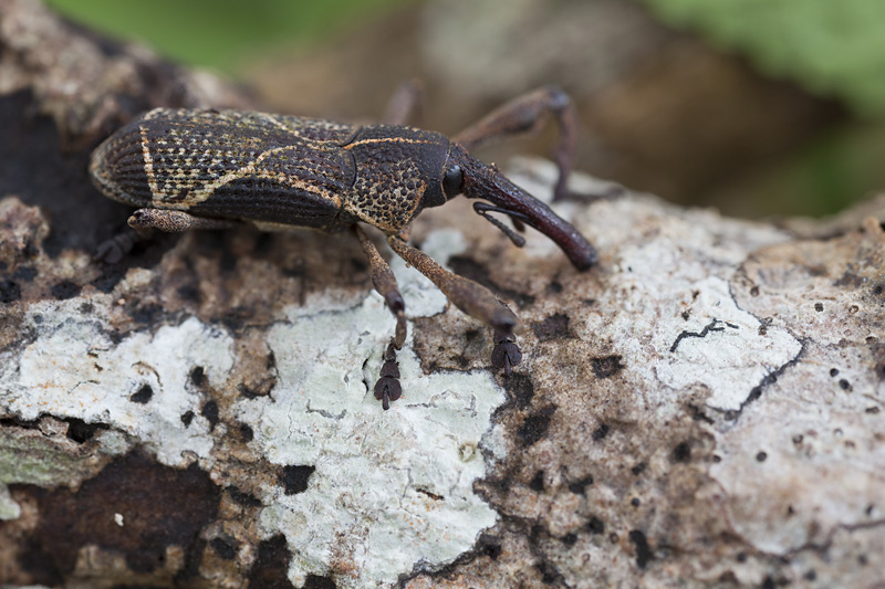 beetle unidentified29 