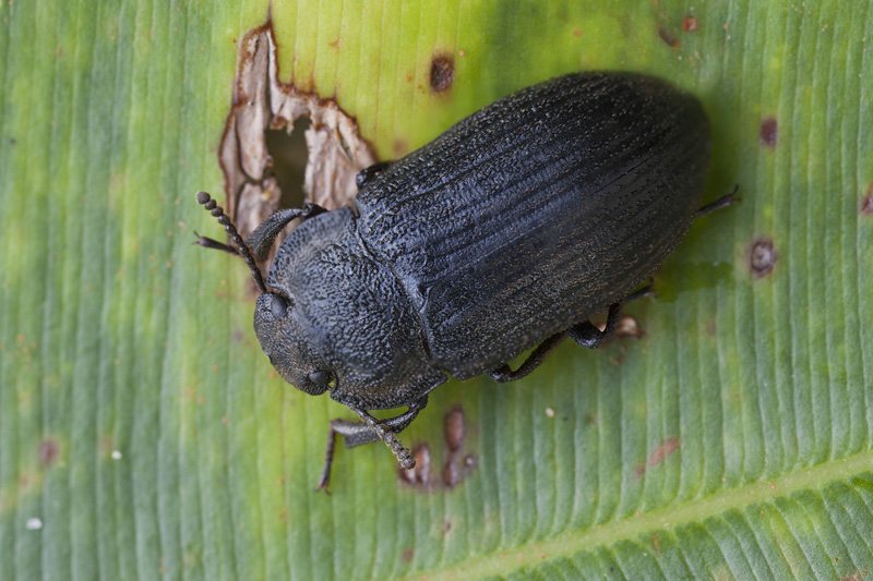 beetle unidentified30 