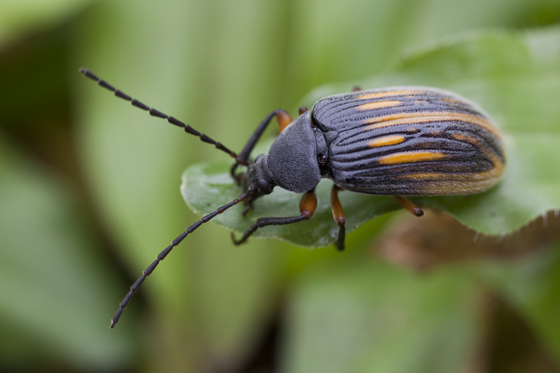 beetle unidentified34 