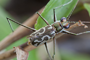 Abroscelis longipes 