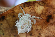 Cicadellomorpha sp08 
