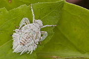 Cicadellomorpha sp08 