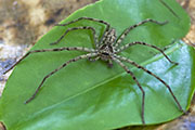 Heteropoda venatoria 