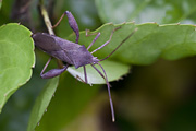 Mictis longicornis 