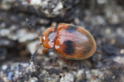 Stenotarsus nobilis 