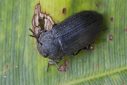 beetle unidentified30 