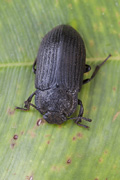 beetle unidentified30 