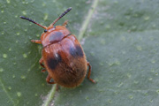 beetle unidentified31 