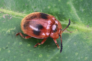 beetle unidentified31 