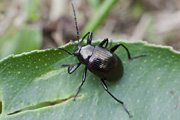 beetle unidentified32 
