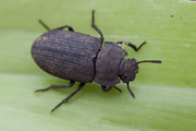 beetle unidentified33 