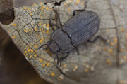 beetle unidentified33 
