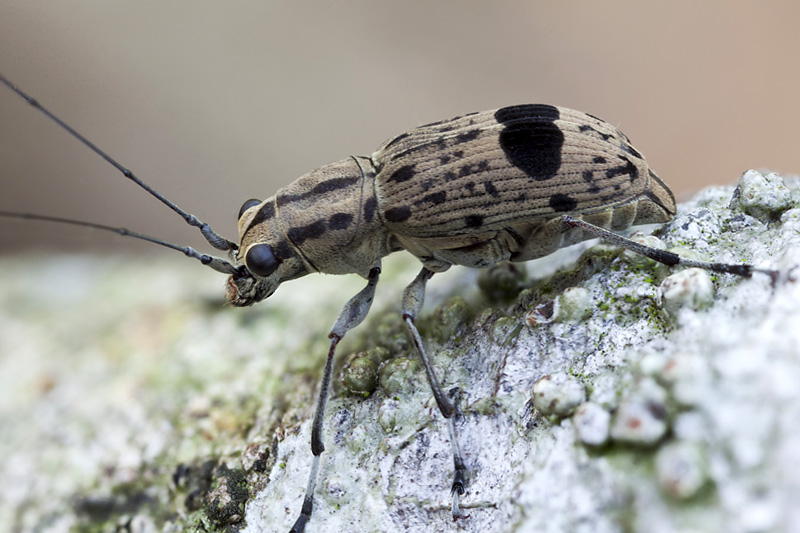 Apolecta gracillima