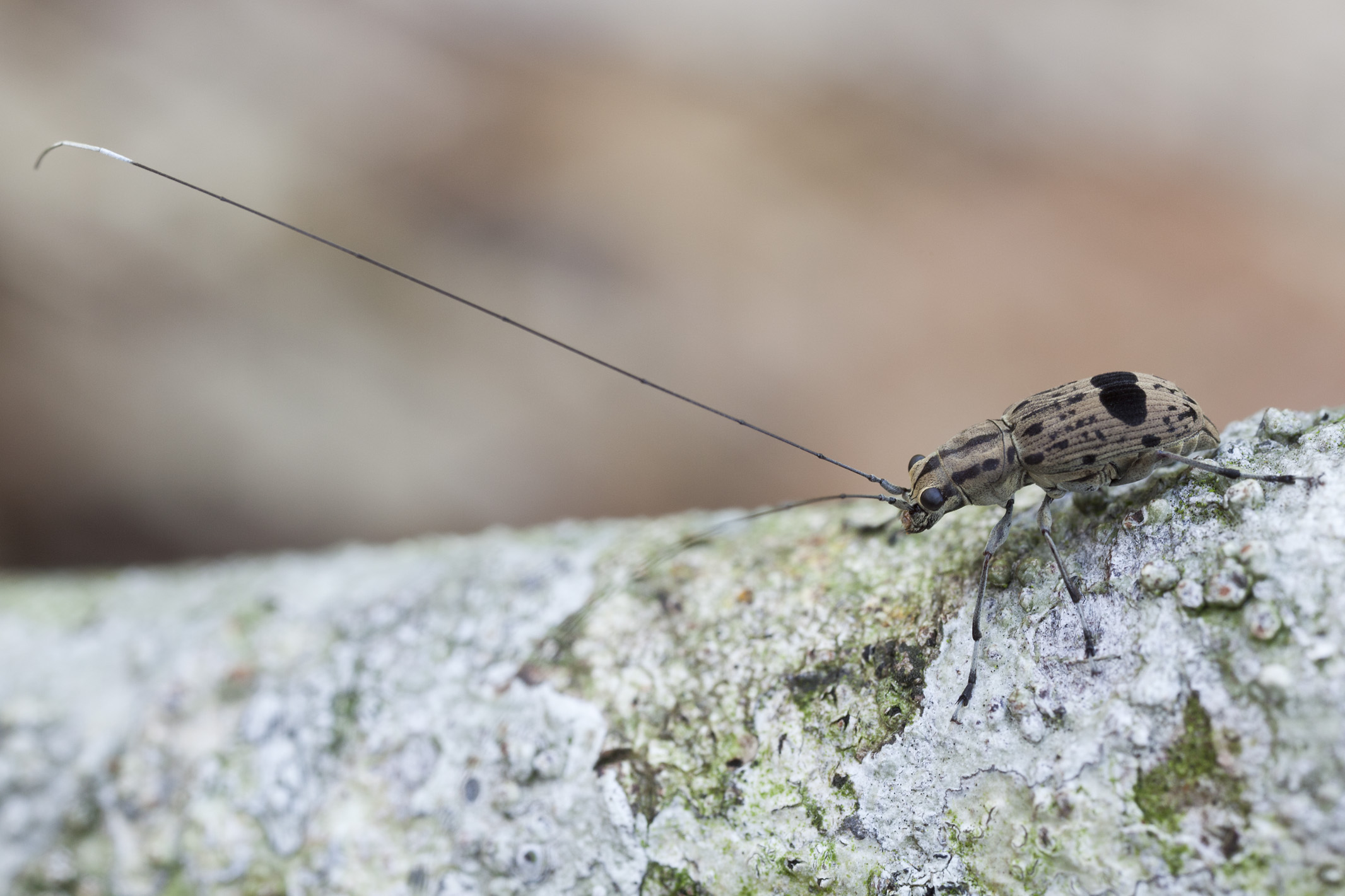 Apolecta gracillima