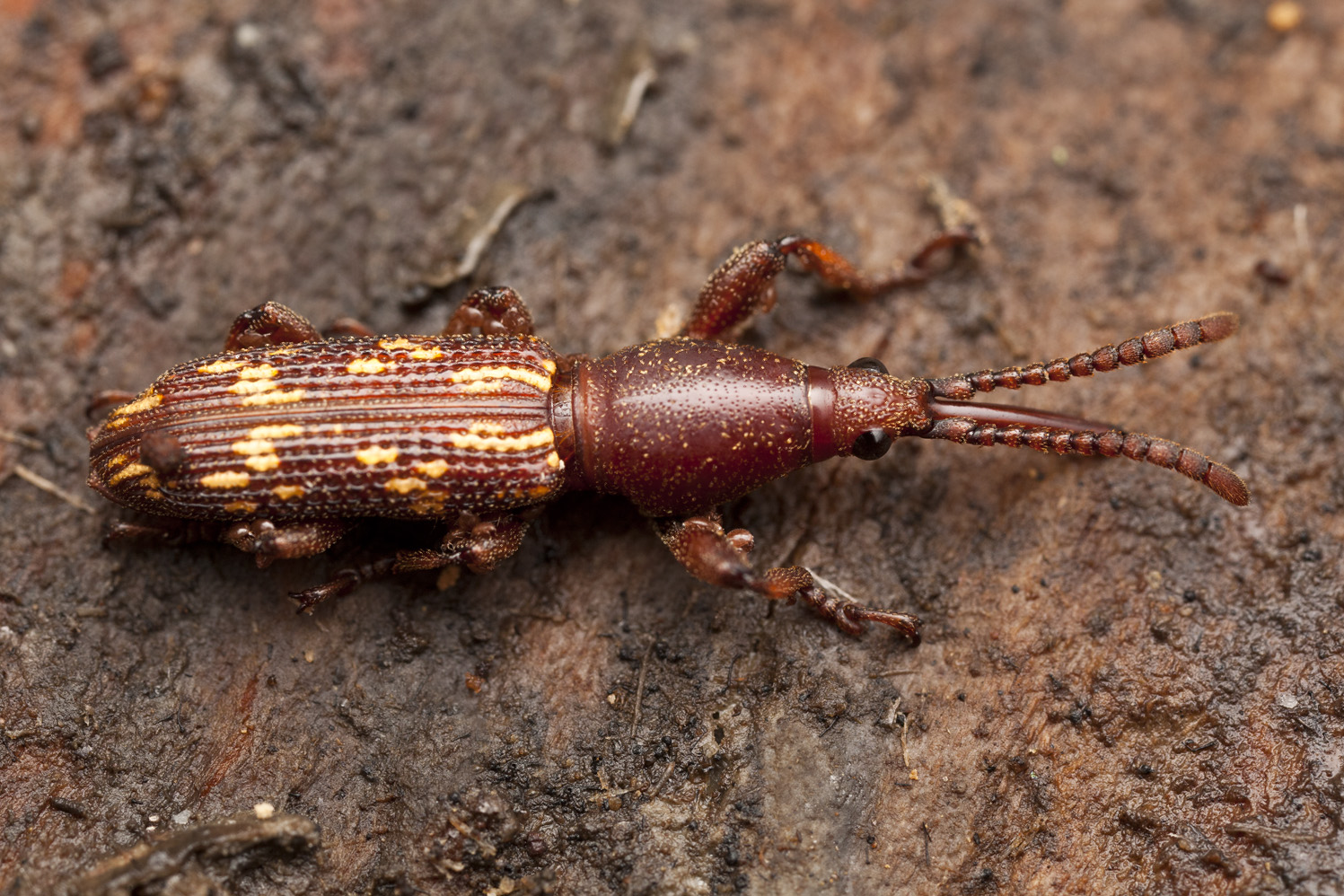 Baryrhynchus dehiscens