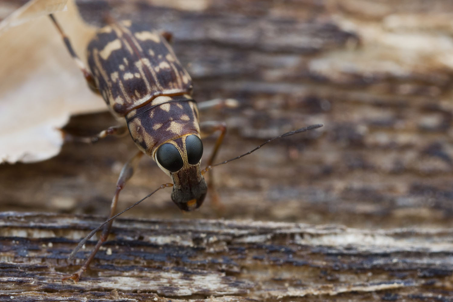 Litocerus humeralis 