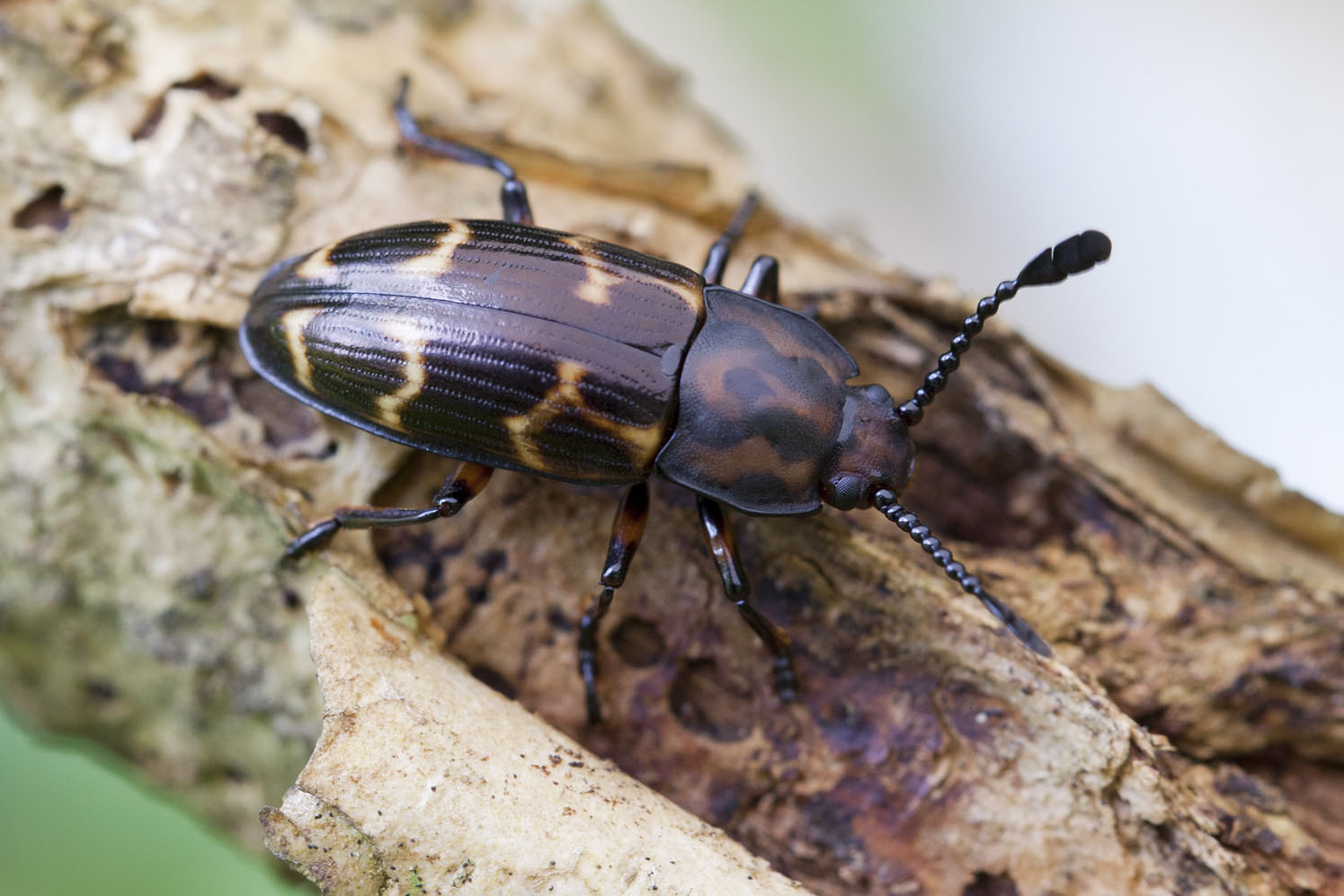 Triplatoma cypraea 