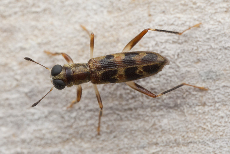 beetle unidentified48 