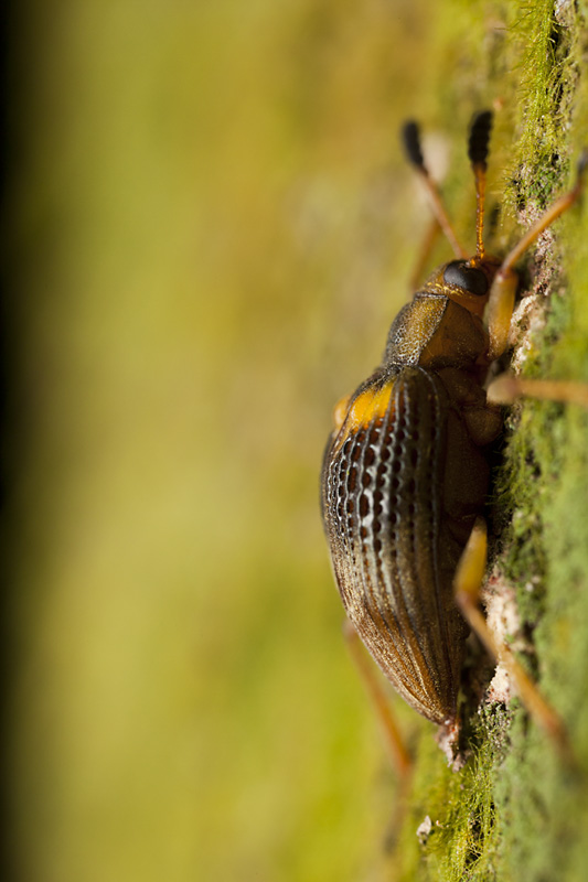 beetle unidentified53 