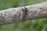 Acalolepta rusticatrix 