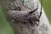 Acalolepta rusticatrix 