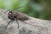 Acalolepta rusticatrix 