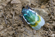 Cicadellomorpha sp09 