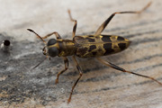 beetle unidentified48 