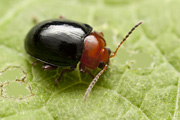 beetle unidentified49 