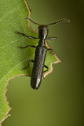 beetle unidentified50 