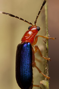 beetle unidentified54 