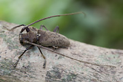 cerambycidae unknown04 