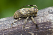 cerambycidae unknown06 
