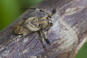 cerambycidae unknown06 