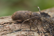 cerambycidae unknown07 