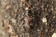 cerambycidae unknown10 