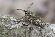 cerambycidae unknown11 