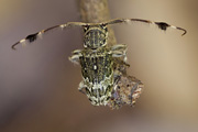 cerambycidae unknown11 