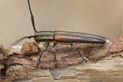 cerambycidae unknown12 