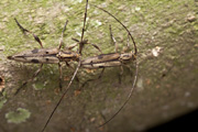 cerambycidae unknown13 