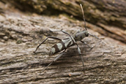 cerambycidae unknown14 