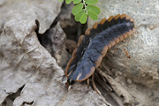 firefly larva03 