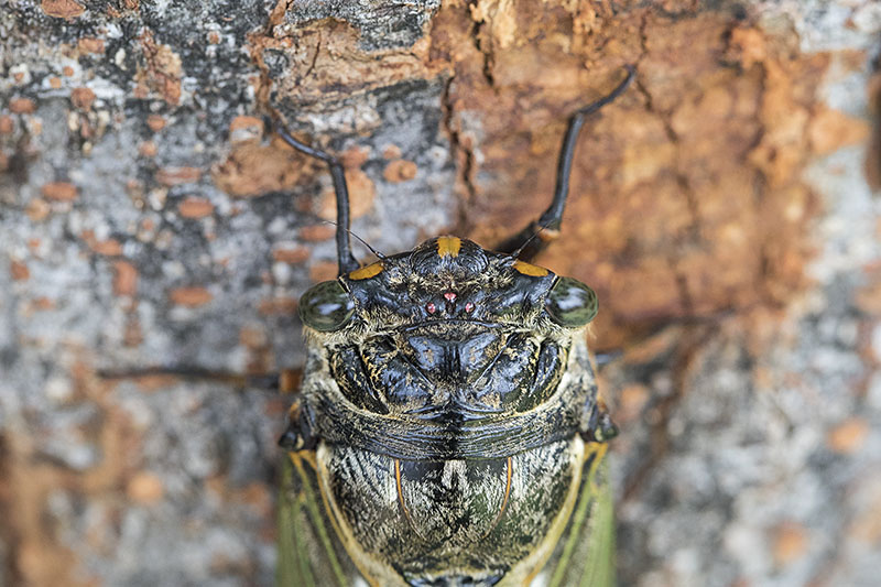 Cryptotympana facialis 