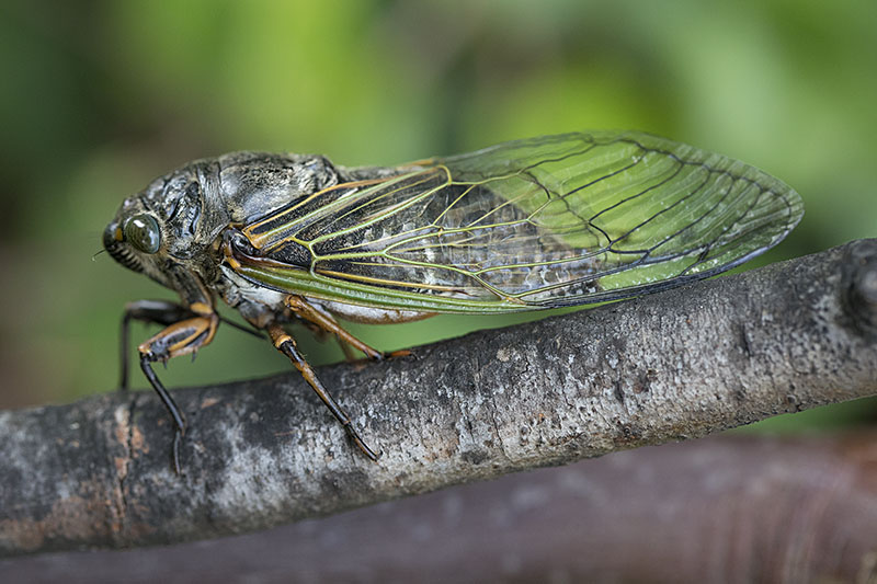 Cryptotympana facialis 