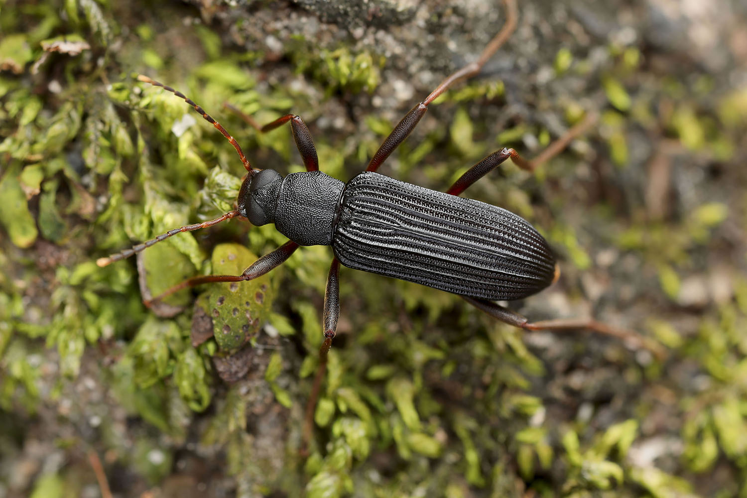 Strongylium cultellatum cultellatum