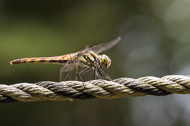 Sympetrum frequens 