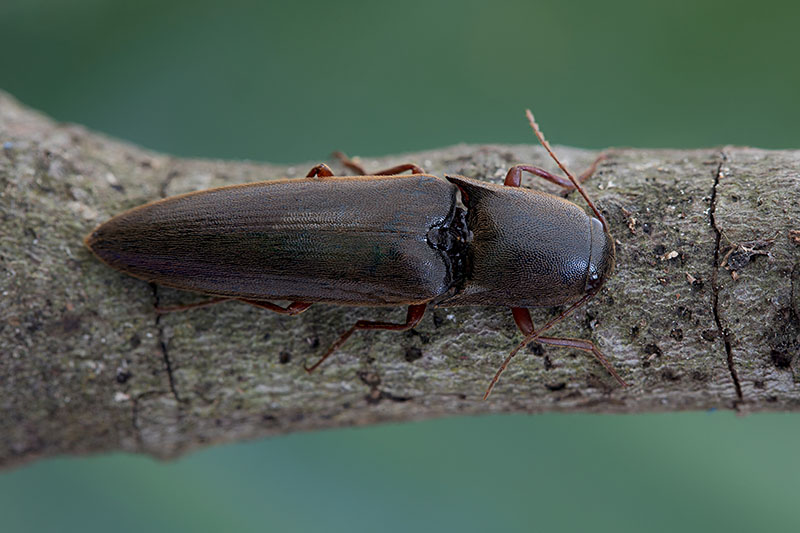 elateridae unknown03 