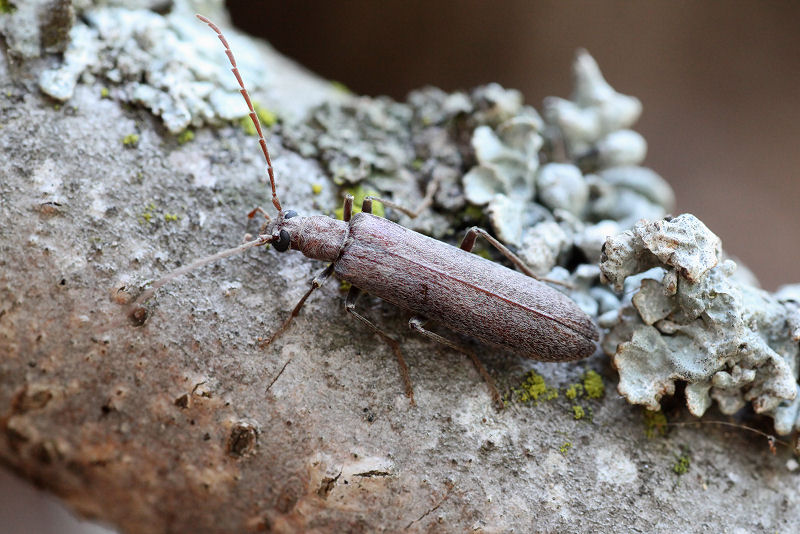 Calopus angustus 