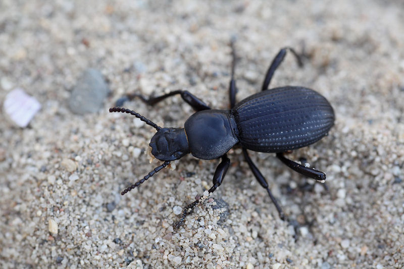 Cerenopus concolor 