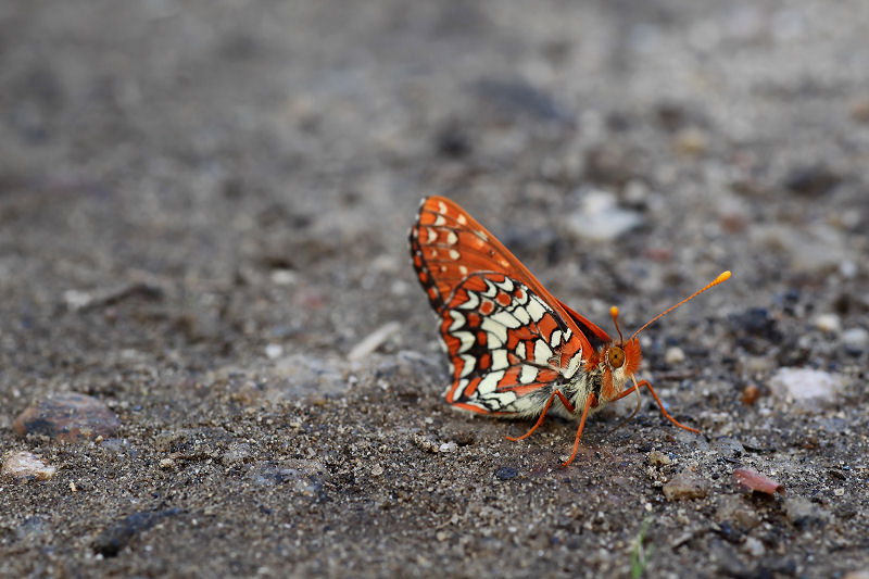 Euphydryas anicia maria